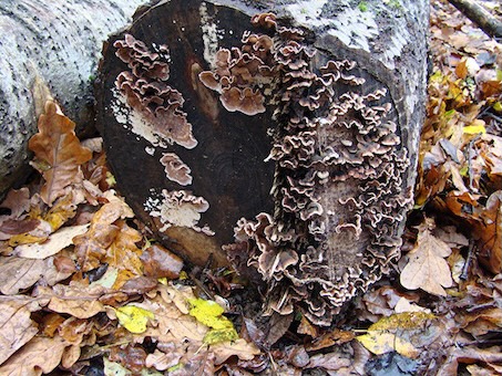 oak-crust